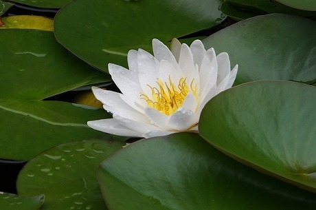 DSC01155.jpg