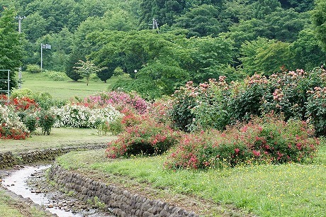 DSC01185.jpg