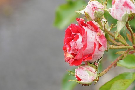 DSC01218.jpg